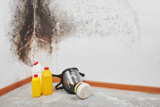 Best Mold Removal Company Near Me  in Ponderosa Pine, NM