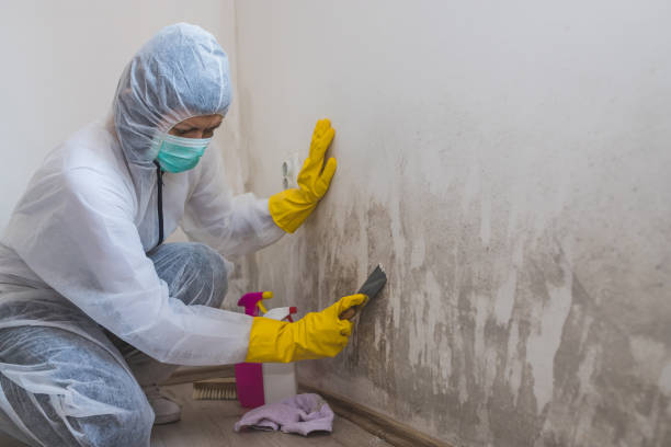 Best Office Mold Removal Services  in Ponderosa Pine, NM