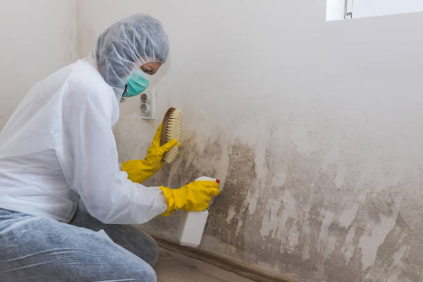 Professional Mold Removal in Ponderosa Pine, NM