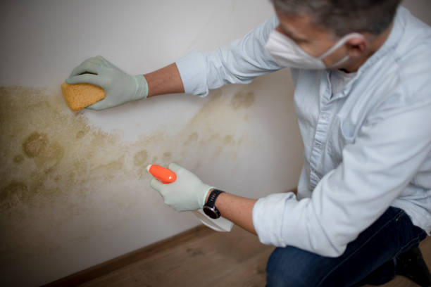 Best Commercial Mold Removal  in Ponderosa Pine, NM