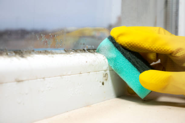 Best Mold Damage Repair  in Ponderosa Pine, NM