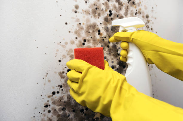 Best Crawl Space Mold Removal  in Ponderosa Pine, NM