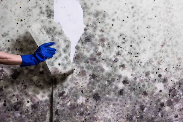 Best Best Mold Removal Companies  in Ponderosa Pine, NM